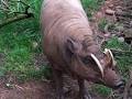 Babirusa: The Animal Files