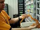 Milk Snake