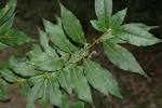 <b>Litsea</b> cubeba (Lour.