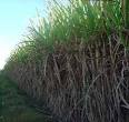 Renewable Energy (Ethanol) Services Page
