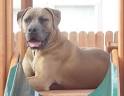 African Boerboel Information and Pictures, Boerboels