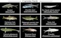 cyprinidae.jpg