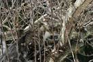Caturday: Camouflage