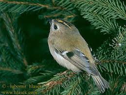 images?qtbnANd9GcQ8O55CotblF9MHgw 2C11g7NwXqZY Tzp90oQABRoiWsCC9A6R