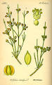<b>Ephedra</b> (genus) - Wikipedia
