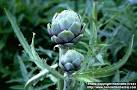 Photo: <b>Cynara</b> scolymus.