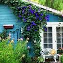 Morning Glory