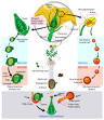 Flowering plant - Wikipedia, the free encyclopedia