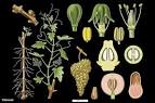 <b>Vitaceae</b>.jpg