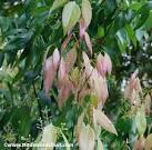 Cinnamon - Cinnamomum zeylanicum