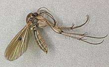 Image result for Mycetophila chiloensis