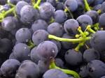 File: Yeast on grapes.jpg - Wikipedia, the free encyclopedia