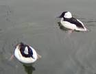Diving Ducks (Buffleheads): WhoZoo