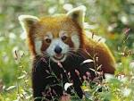 Nat Geo Adventure: red panda bear