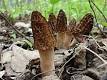 220px-Morchella_angusticeps_ ...