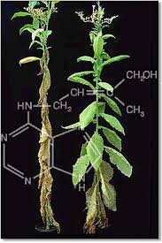  السيتوكينينات Cytokinins Images?q=tbn:ANd9GcQ9RkymlmyzLHPaWjvcZyRSkbdQLl1g2q8edJIiRO-UiPDHszDiWA