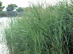 Common Reed (Phragmites australis) Seed for Sale - OUT TIL FALL.