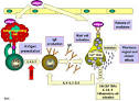 hypersensitivity <b>reactions</b>