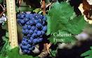 Vitis vinifera varieties