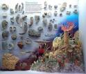 Underwater Illinois -Devonian Bioherm