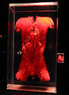 The Bodies Exhibit  A Review