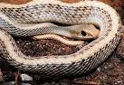 Snakes of North America