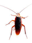 File:Cockroach closeup.jpg - Wikipedia, the free encyclopedia
