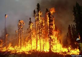 Tree fire