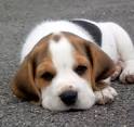 Have a Beagle And Carry On