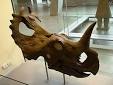 270px-Centrosaurus.JPG