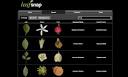 The mobile phone app that can identify a tree by its leaf | Leo ...
