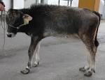 Renal dysplasia in grey Alpine breed cattle unrelated to CLDN16 ... 