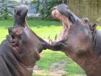 Berlin Zoological Garden, Germany - The most beautiful Zoos in Europe