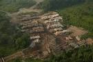 Illegal Logging | Greenpeace