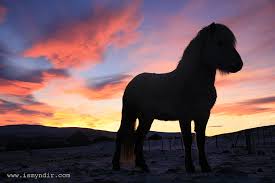 Icelandic horse - Bild \u0026amp; Foto von Sonja Valeska Krebs aus Iceland ...