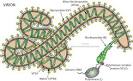 ViralZone: Filoviridae