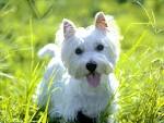 Desktop Wallpaper > Life > Animals > West Highland White Terrier ...