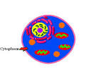 cytoplasm