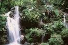 Bwindi Impenetrable Forest