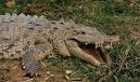 Crocodylus acutus - photos