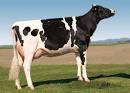 Bovins - The Production - Overview - Main Breeds