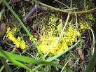 The plasmodium is a mass of - via Daymix