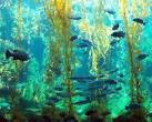 Birch Aquarium