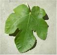Fig leaves : Substitutes, Ingredients, Equivalents