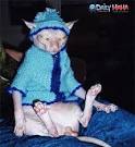 ugliest cat