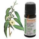citriodora eucalyptus organic essential oil from florame ...