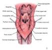 The parts of the <b>hypopharynx</b>