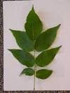 MDARD - Ash Tree Leaf