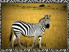 Fun Zebra Pictures &amp; Facts