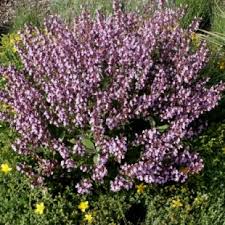 Žalfija-Kadulja(Salvia officinalis)